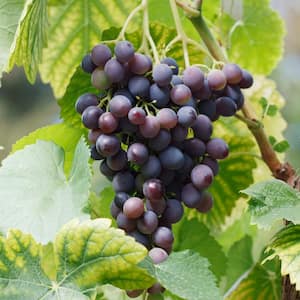 Grape Seedless Concord, Live Bare Root Plant (Bag of 1)