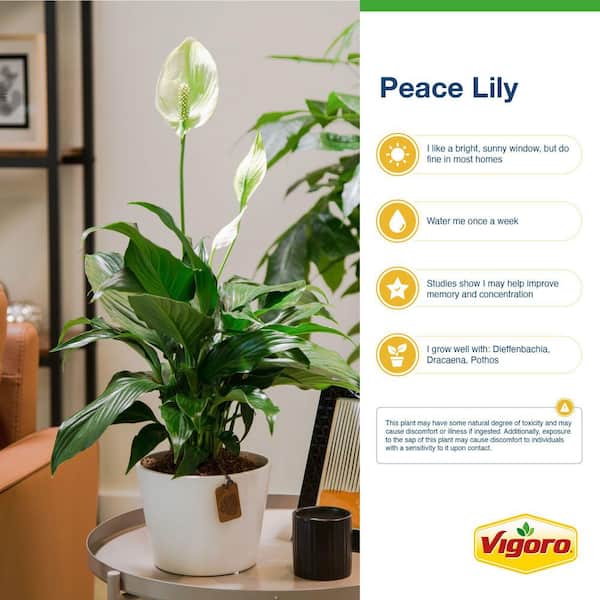 【OK plant】 EK-Laskovy May (E.Korshunova) / EK-Tender May – Plantaria