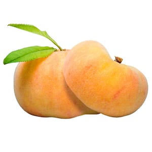Flat Wonderful Peach Prunus Live Fruiting Bareroot Tree (1-Pack)