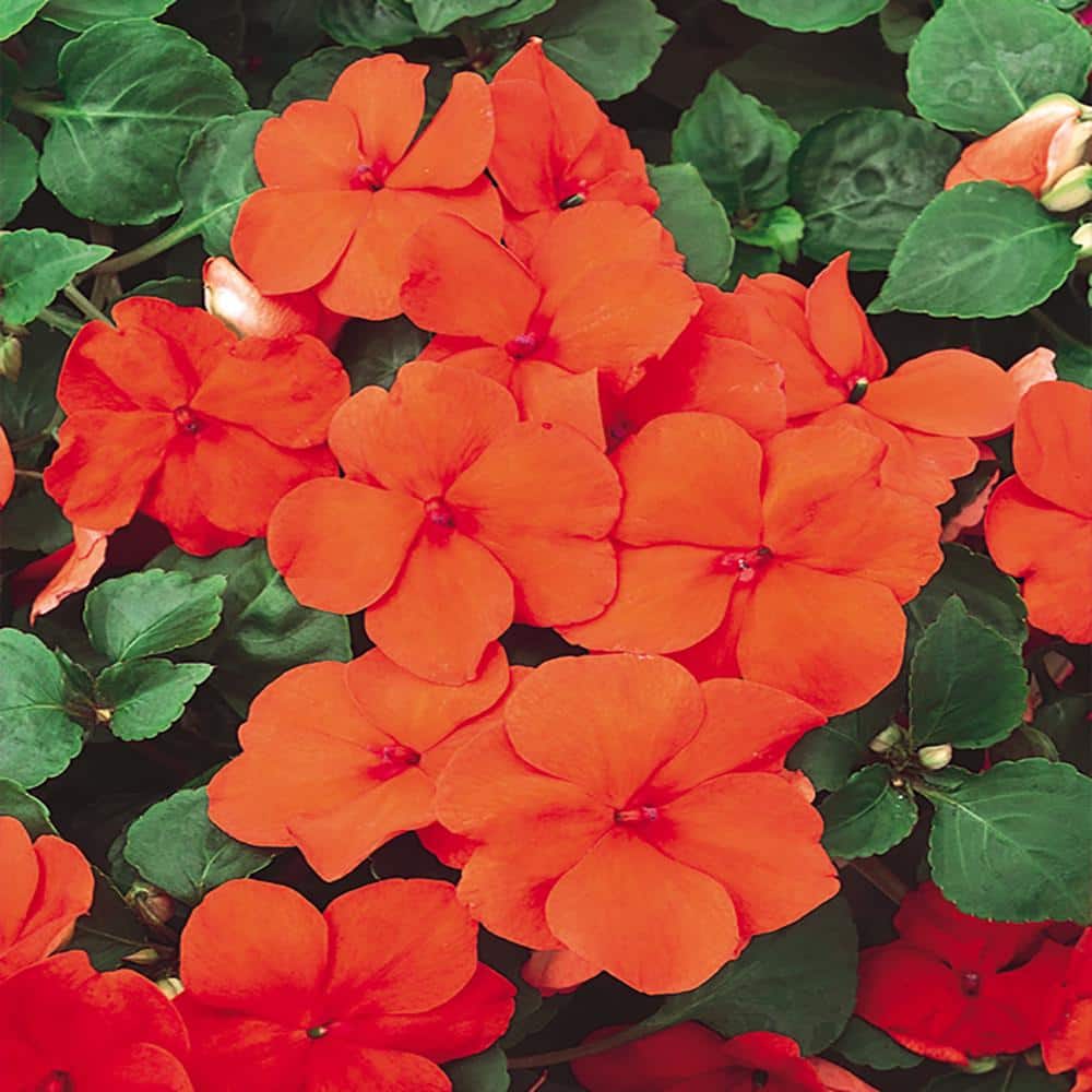 10 in. Orange Impatiens Hanging Basket Plant 606527 The Home Depot