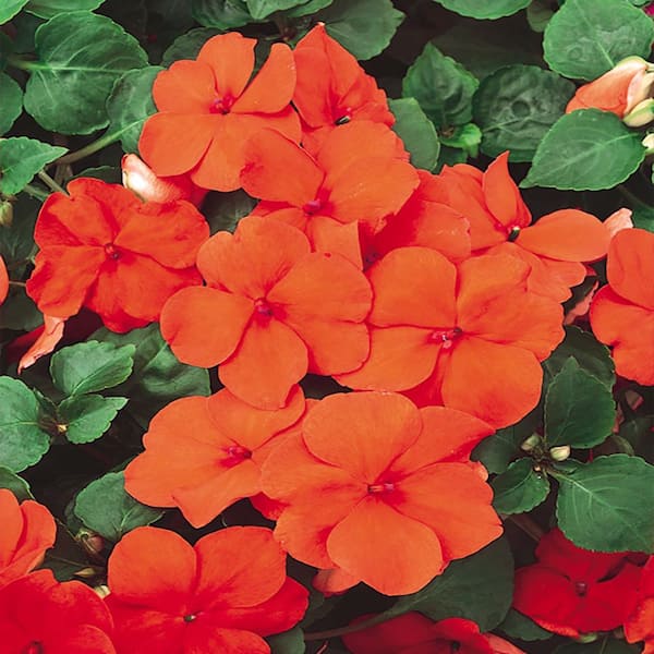 Unbranded 10 in. Orange Impatiens Hanging Basket Plant