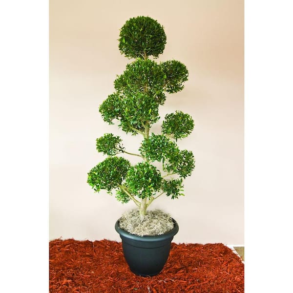 Unbranded 22.7 l Lg Eugenia Shrub Globulus Pom