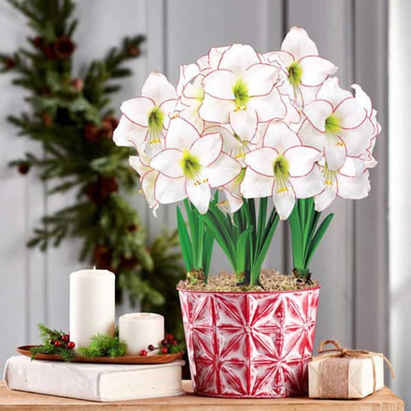 Gardens Alive! Picotee White and Pink Flowering Amaryllis (Hippeastrum) 3 Bulb Holiday Gift Kit, Planted in a Decorative 9 in. Pot