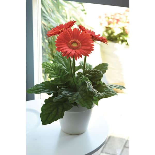 Daisy Orange - Stacker Pot