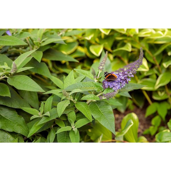 2 Gal. Pugster Blue Butterfly Bush (Buddleia) Live Shrub, Blue Flowers