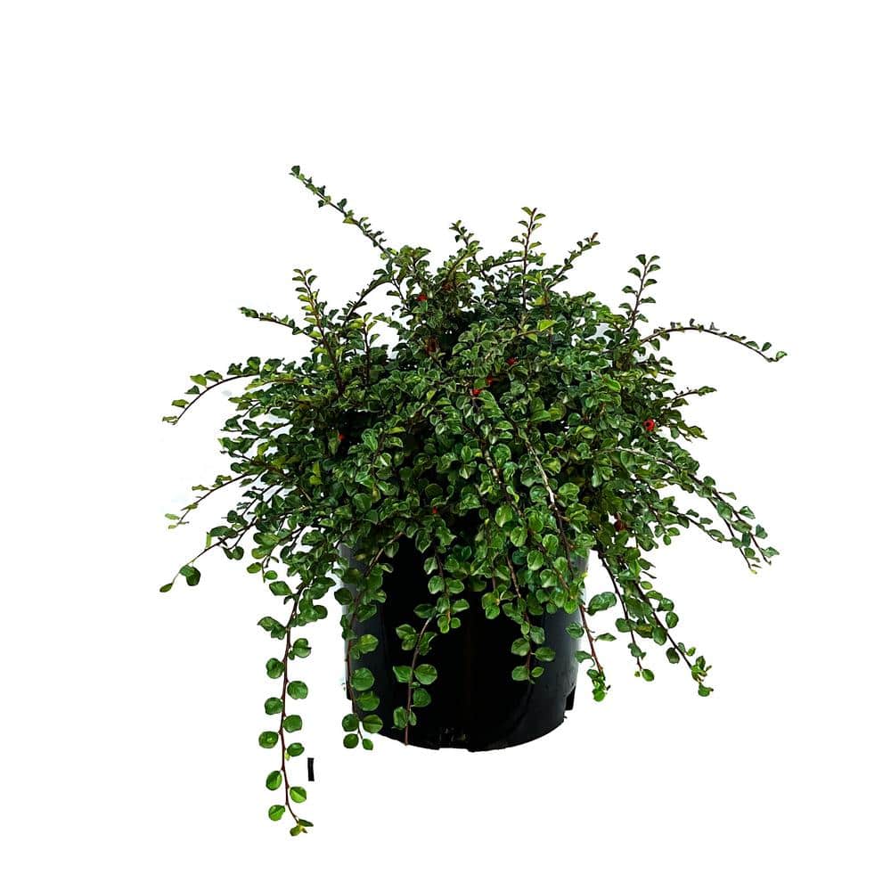 2.25 Gal. Cranberry Cotoneaster Live Shrub with Beautiful Red, Winter Berri