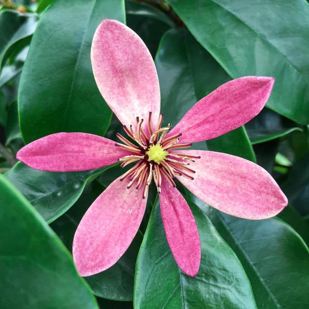 DIRECT GARDENING Stellar Ruby Magnolia Tree Dormant Bare Root Starter ...