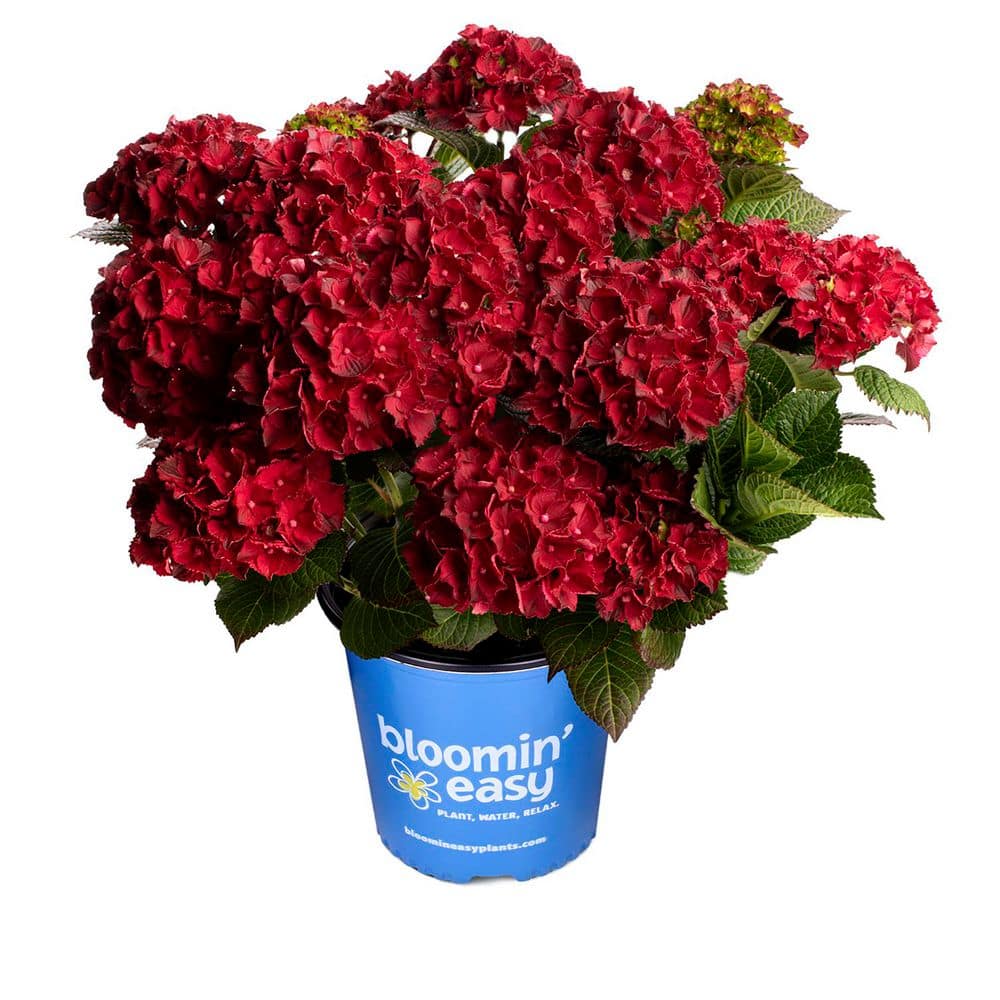 2 Gal. Pot, Cherry Go Round Hydrangea Bush Potted Flowering Shrub (1-Pack) price history on PriceWatchPro