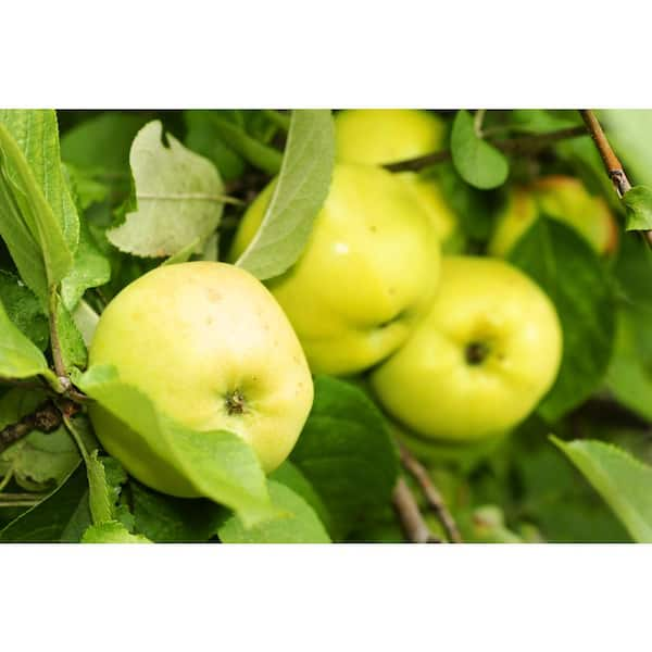 Get Organic Fuji Apple 3pc/pk Delivered