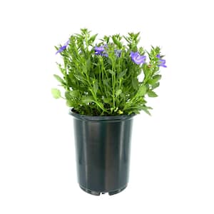 2.5 qt. Campanula Cariboo Forte Blue Perennial Plant with Blue Flowers (1-Pack)