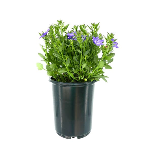 Unbranded 2.5 qt. Campanula Cariboo Forte Blue Perennial Plant with Blue Flowers (1-Pack)