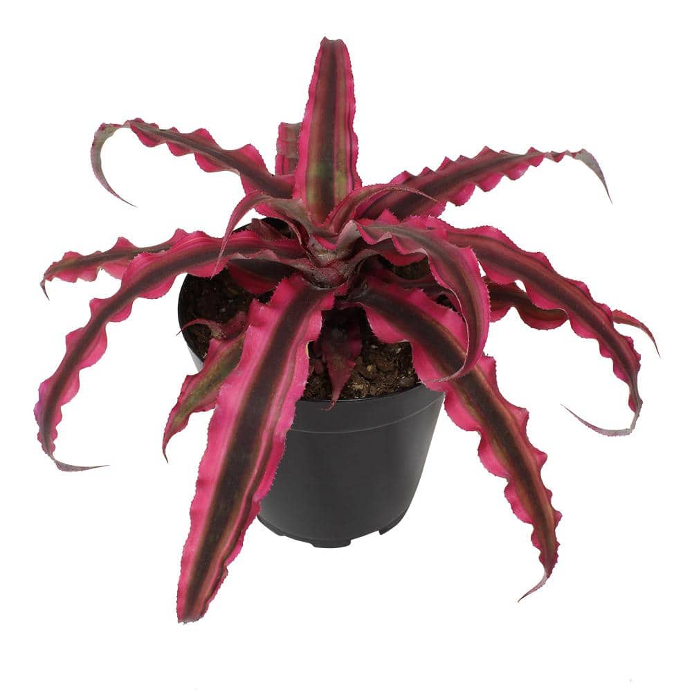 altman plants 9 cm cryptanthus bivittatus pink 0872357 - the home depot