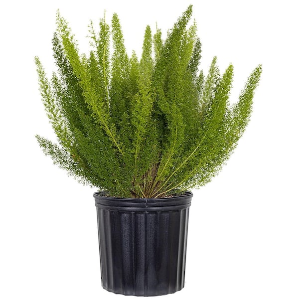 Foxtail Fern Live Asparagus Densiflorus Indoor Plant Shipped in 9.25 inch Grower Pot