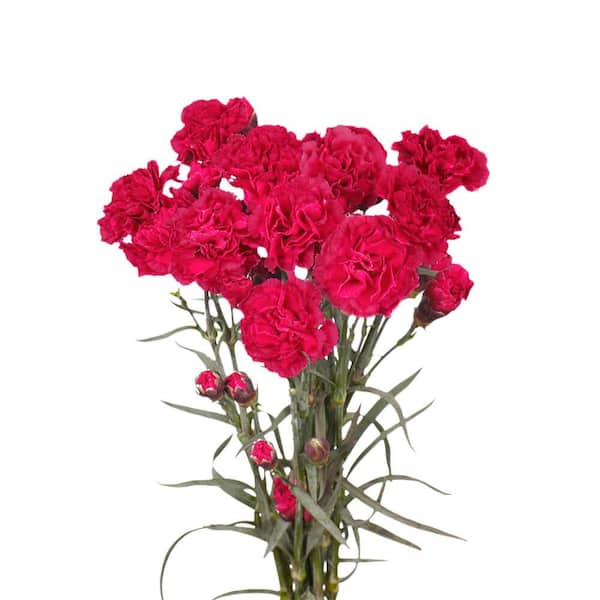 Globalrose 100 Stems of Hot Pink Spray Carnations- Fresh Flower Delivery