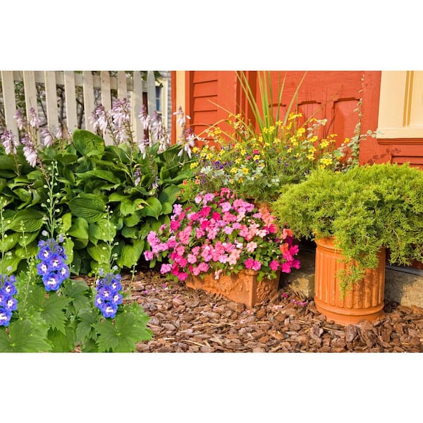 2.5 qt. Delphinium Perennial Plant with Assorted Colored Flowers