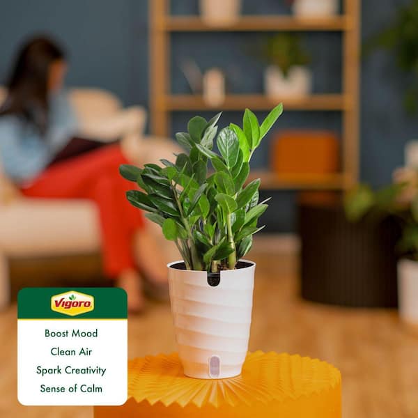 Vigoro Zamioculcas Zamiifolia ZZ Indoor Plant in 6 in. White Decor