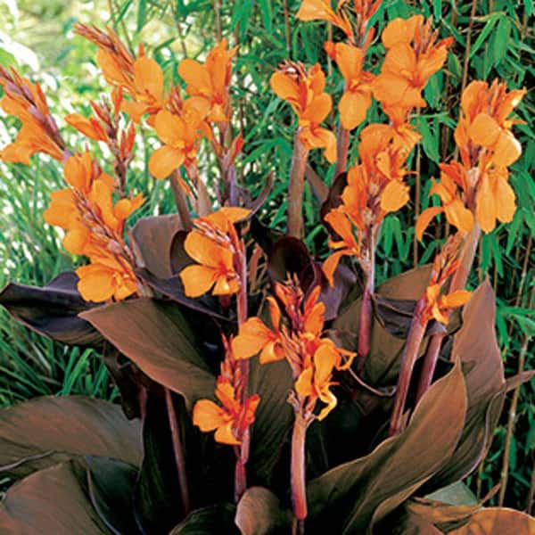 Unbranded Canna Wyoming Dormant Bulbs (6-Pack)