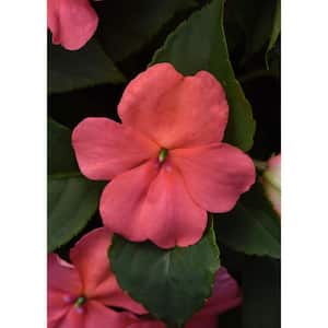 1.38 Pt. Beacon Coral Impatiens Outdoor Annual Plant with Light Pink-Orange Flowers in Grower's Pot (4-Pack)