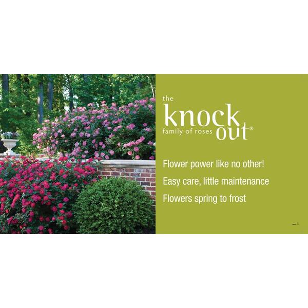 KNOCK OUT 1 Gal. White Knock Out Rose Bush with White Flowers 13170 - The  Home Depot