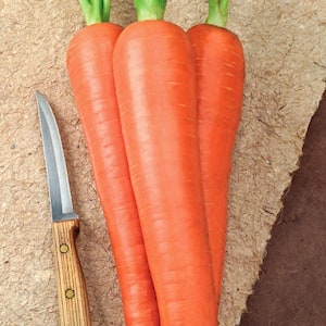 Carrot Envy Hybrid (15 ft. Seed Tape)