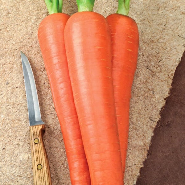 Gurney's Carrot Envy Hybrid (15 ft. Seed Tape)