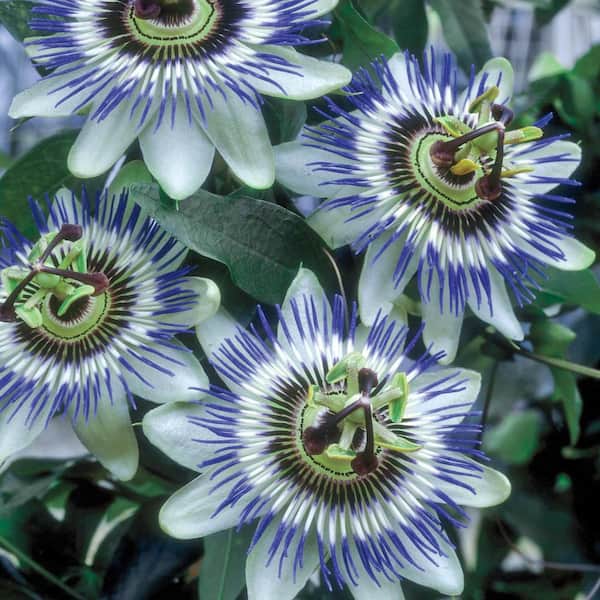 Spring Hill Nurseries Blue Passion Flower (Passiflora), Bare Root Perennial Plant (1-Pack)