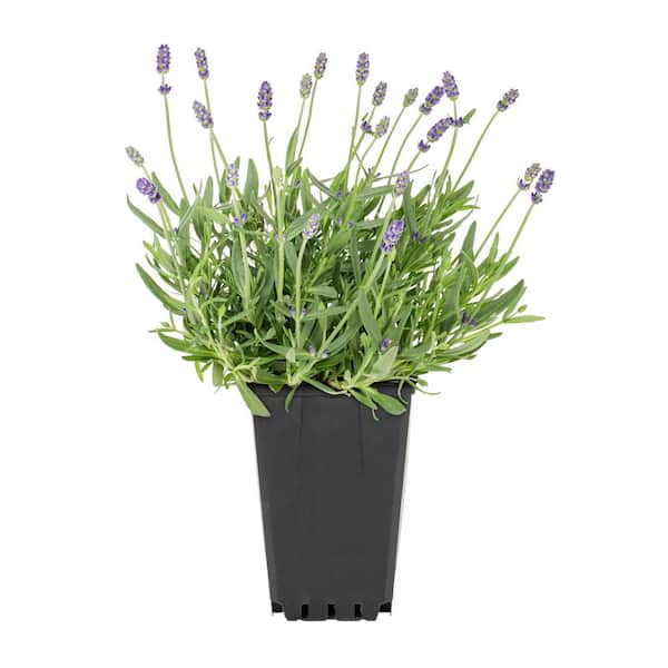 Metrolina Greenhouses 1 qt. Vigoro Lavender Forte Purple Perennial Plant