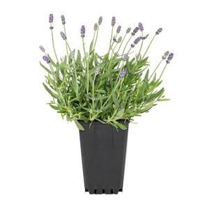 1 qt. Purple Lavender Scent Blue Perennial Plant