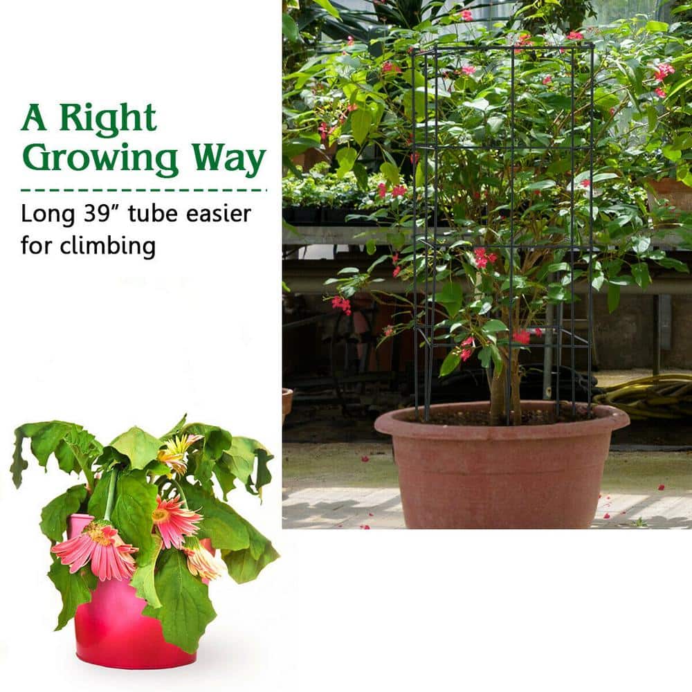 Dark Green Iron Trellis Plant Cage Set for Indoor Climbing Plants
