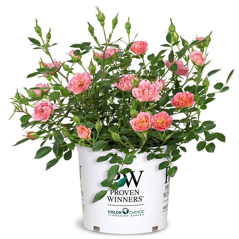 PROVEN WINNERS 2 Gal. Oso Easy Petit Pink Rose with Bubble Gum Pink ...