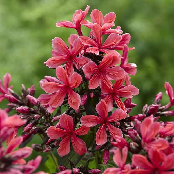 VAN ZYVERDEN Tall Phlox Paniculata Cleopatra Set of 5 Roots 84573