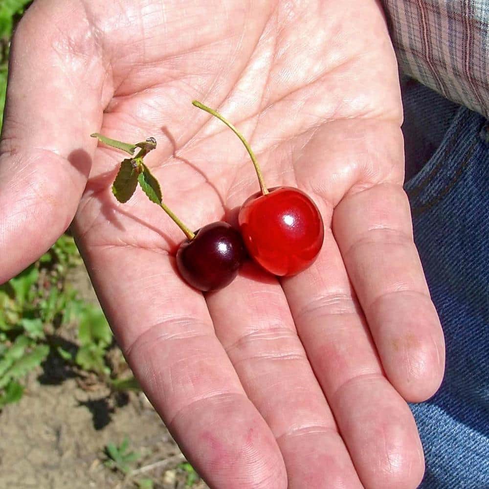 Gurney's 4 in. Pot Wowza! Dwarf Cherry Prunus Live Potted Fruiting