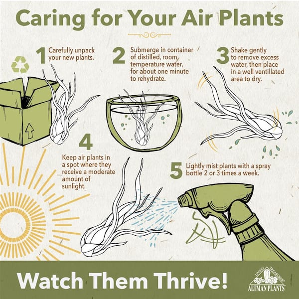 Air Plants Large Tillandsia Lonantha (10-Pack)