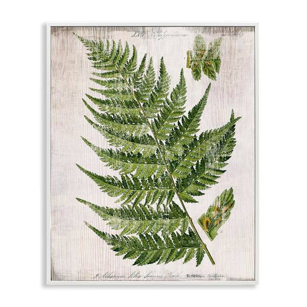 Stupell Industries Distressed Fern Leaf by Susan Arnot White Framed Nature Giclee Art Print 14 in. x 11 in.