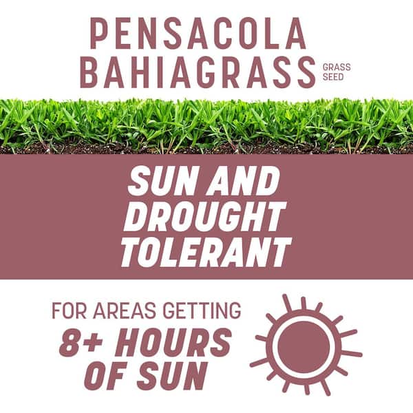 Pensacola Bahiagrass 7 lb. 1,400 sq. ft. Grass Seed