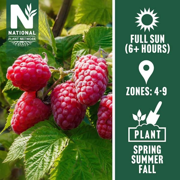 1 gal. Caroline Thornless Rubus Raspberry Plant