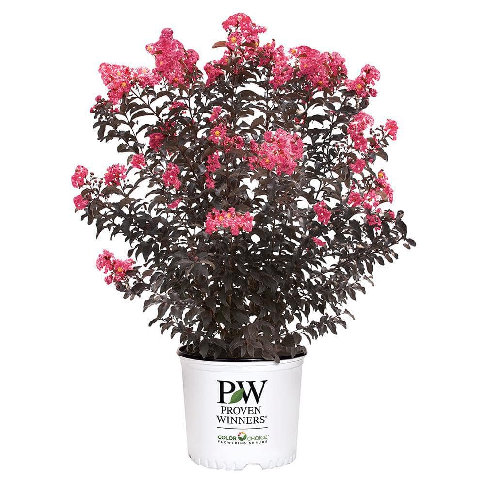 2 Gal. Center Stage Coral Crape Myrtle Tree with Ruffled Coral Flowers price history on PriceWatchPro