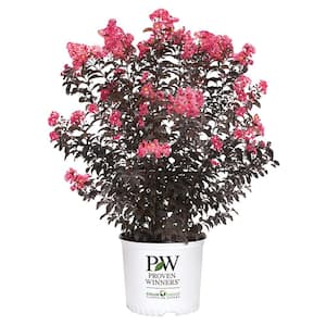 2 Gal. Center Stage Coral Crape Myrtle Tree with Ruffled Coral Flowers