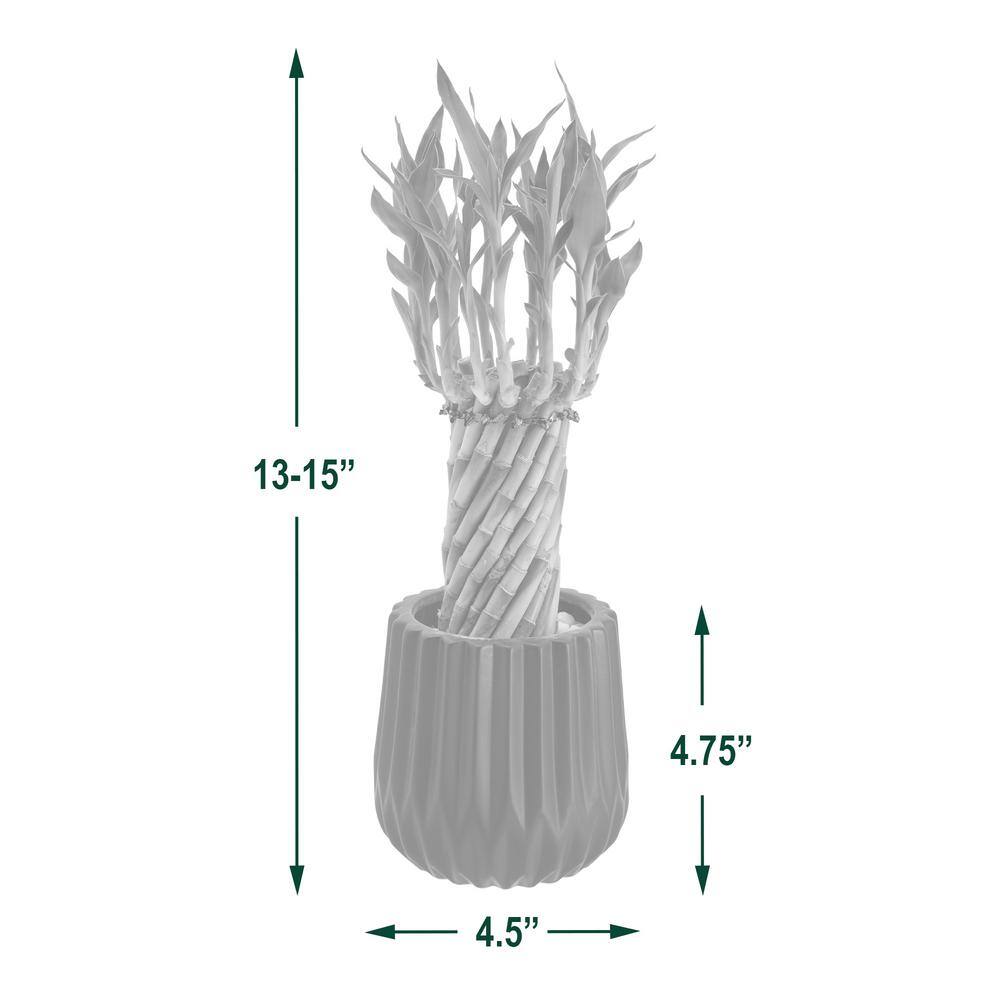 Tornado Lucky Bamboo in Tan Ceramic Planter