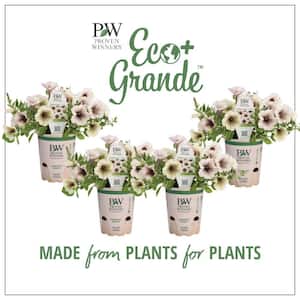 4.25 in. Eco+Grande Supertunia Latte (Petunia) Live Plant, Silver-White and Brown Flowers (4-Pack)
