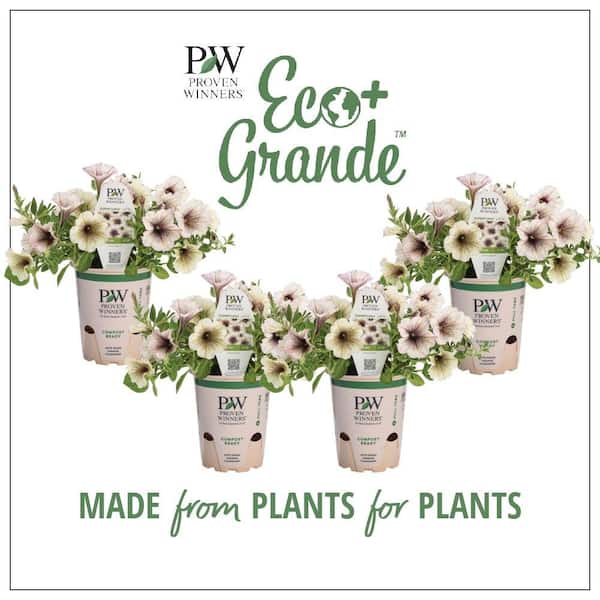 PROVEN WINNERS 4.25 in. Eco+Grande Supertunia Latte (Petunia) Live Plant, Silver-White and Brown Flowers (4-Pack)