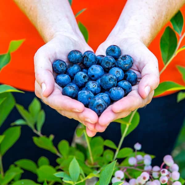2.5 qt. Bless Your Heart Blueberry Plant - Live Fruit-Bearing Berry Bush