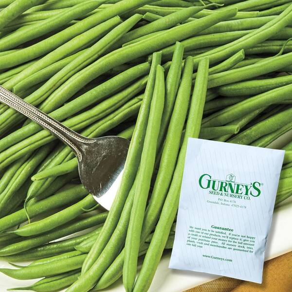 Gurney's Bush Bean Sassy (2 oz. Seed Packet)