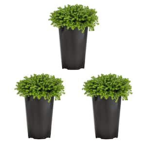 2 qt. Sedum Sexangulare Green Perennial Plant (3-Pack)