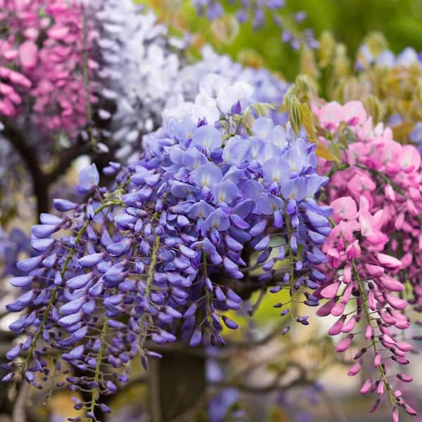 national PLANT NETWORK 1 gal. Tri-Color Wisteria Perennial Plant