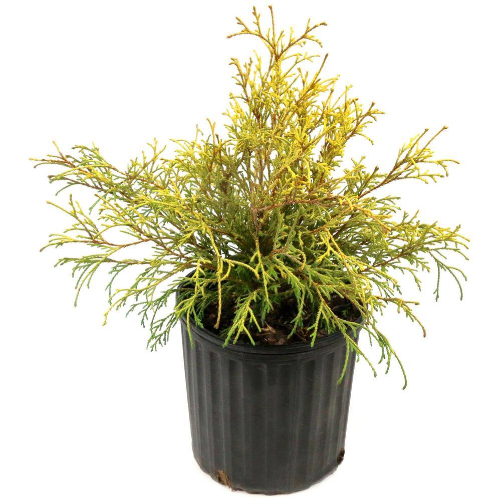 Gold Mop Cypress Evergreen Shrub in #1 Container