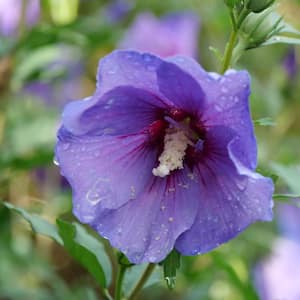 2 Gal. Paraplu Violet Rose of Sharon (Hibiscus) Shrub with Blue-Violet Flowers