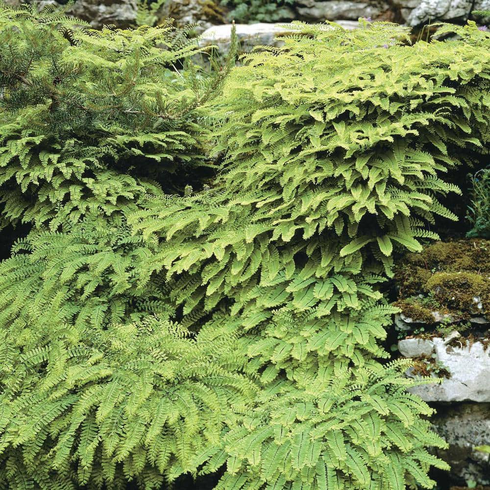 Spring Hill Nurseries Maidenhair Fern Dormant Bare Root Perennial ...