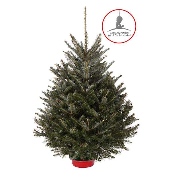 wish products 36-42 in. Fresh Fraser Fir Table Top Christmas tree with pre-attached stand and St. Jude Hospital ornament/ pendant