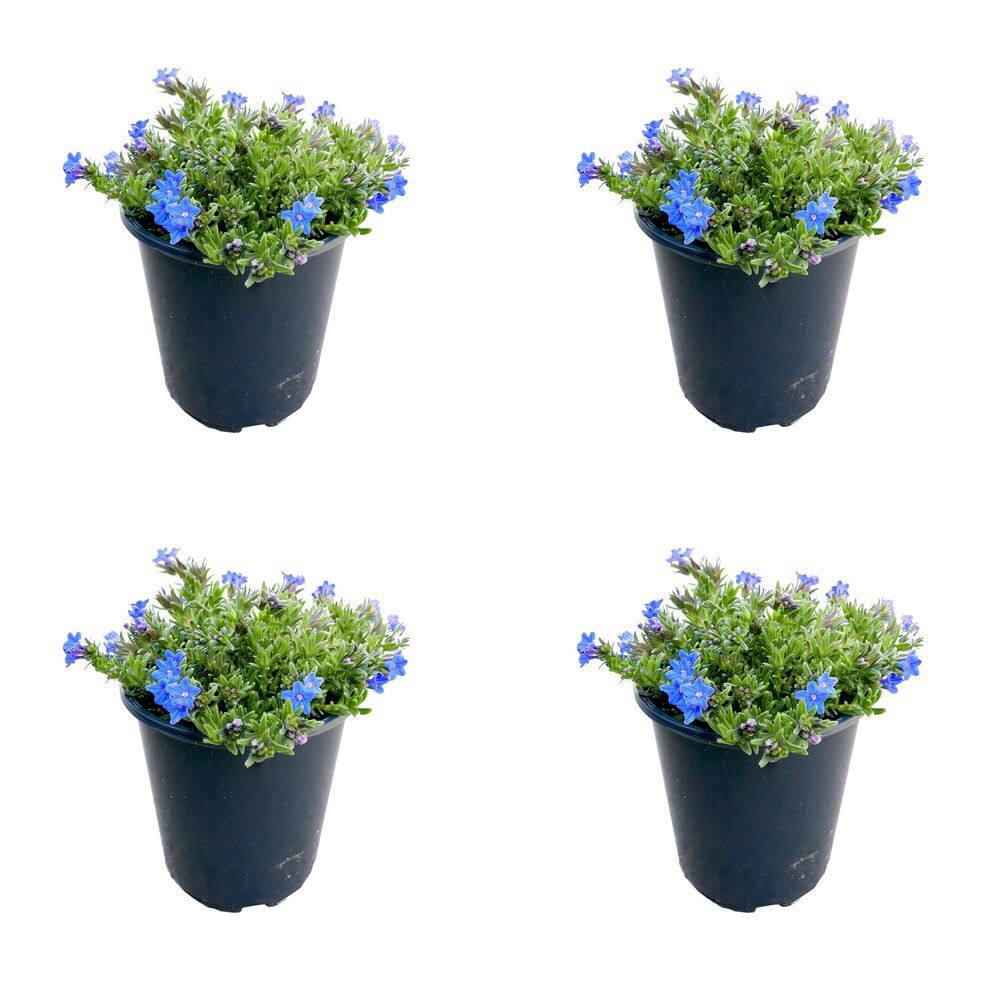 2.5 qt. Lithodora d. 'Heavenly Blue' Perennial Plant with Blue